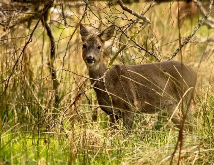 Pinetree Cottage, Dog Friendly, Holiday Let, Callander Invertrossachs Esterno foto
